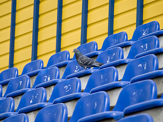 Image showing Dove at the stadium