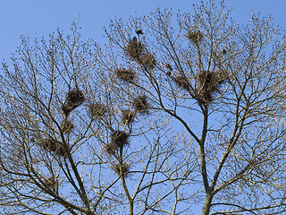 Image showing Nests