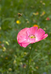 Image showing Red poppy