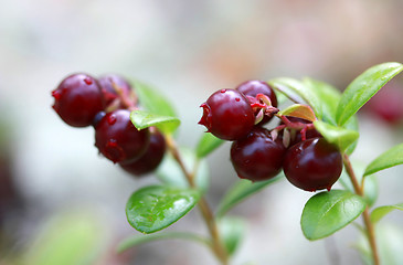 Image showing lingonberry