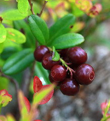 Image showing lingonberry