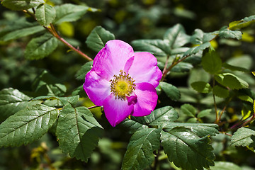 Image showing dog rose flower