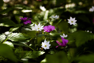 Image showing wild forest flowers