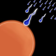 Image showing Sperm Egg