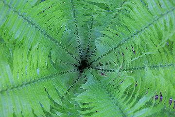 Image showing fern