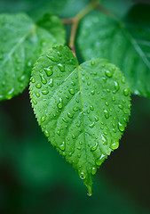 Image showing Leaf with droplets