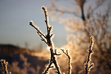 Image showing Cold winter sun