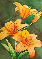 Image showing Tiger Lilies