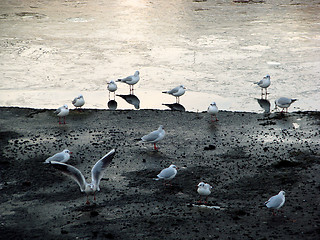 Image showing Seagulls