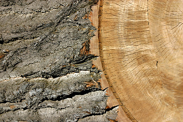 Image showing Trunk Close Up