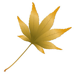 Image showing Japanese Maple leave