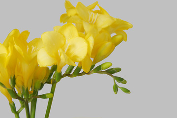 Image showing yellow freesias