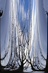 Image showing Abstract Waterfall to Branches