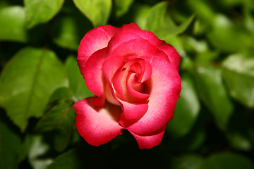 Image showing single red rose