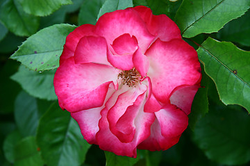 Image showing single red rose