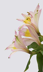 Image showing cut flowers in a bouquet