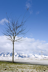 Image showing Tree in Winter