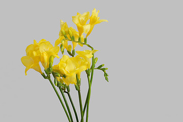 Image showing yellow freesias