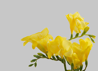 Image showing yellow freesias