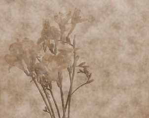 Image showing  freesias  scrapbooking  background