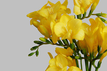 Image showing yellow freesias