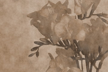 Image showing  freesias  scrapbooking  background