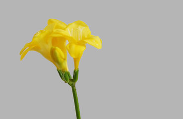 Image showing yellow freesias