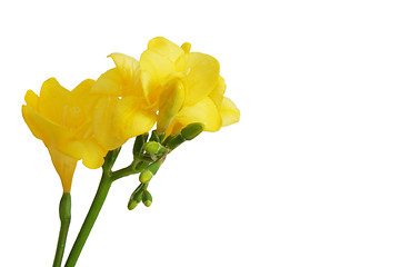 Image showing yellow freesias