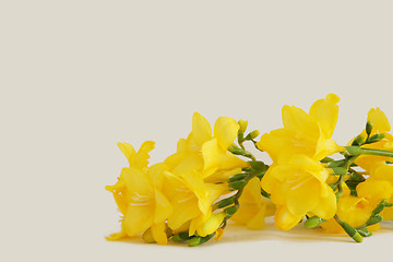 Image showing yellow freesias