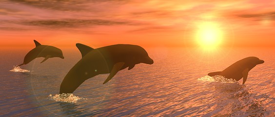 Image showing Dolphins at Sunset