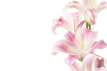 Image showing High Key Pink Lillies over White