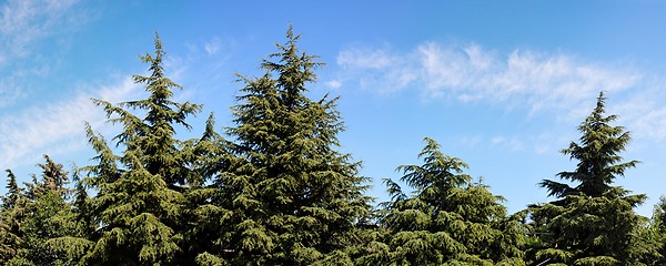 Image showing Treetops of fir-trees on cloudy sky background on bright summer day