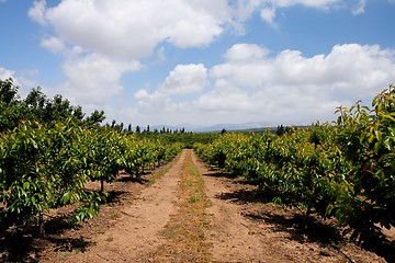 Image showing Alley between tree rows in the cherry orchard in summer