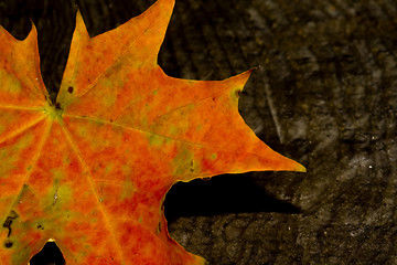 Image showing Maple leaf