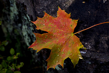 Image showing wet maple leaf