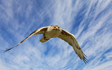 Image showing Ferruginous flight