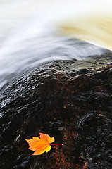 Image showing Leaf floating in river