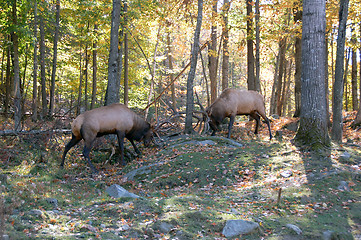 Image showing Two elks (Cervus canadensis) fighting