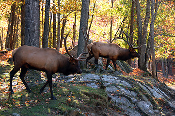 Image showing Elks (Cervus canadensis) in autumn