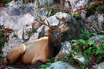 Image showing Elk (Cervus canadensis) in autumn