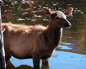 Image showing Elk (Cervus canadensis) in water