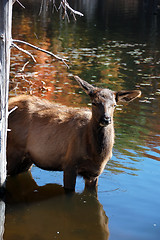 Image showing Elk (Cervus canadensis) in water