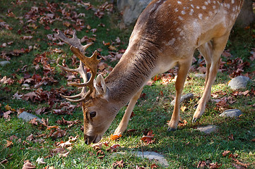 Image showing Fallow Deer (Dama dama)