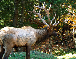 Image showing Elk (Cervus canadensis) in autumn