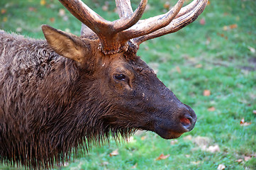 Image showing Elk's portrait (Cervus canadensis)