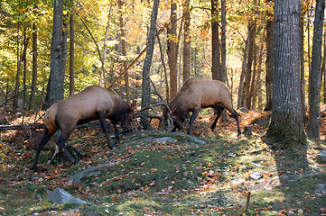 Image showing Two elks (Cervus canadensis) fighting