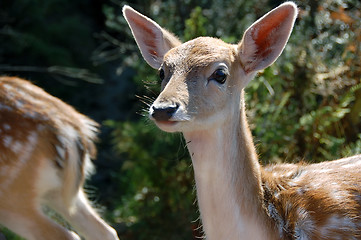 Image showing Fallow Deer (Dama dama)