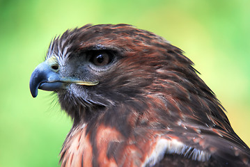 Image showing Goshawk 