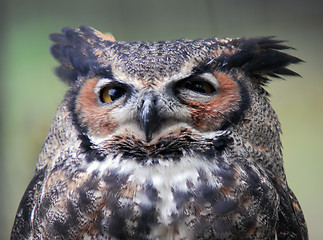 Image showing Spotted Eagle Owl (Bubo africanus)