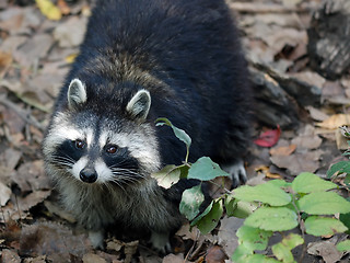 Image showing Raccoon (Procyon lotor)